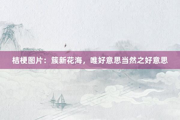 桔梗图片:簇新花海,唯好意思当然之好意思
