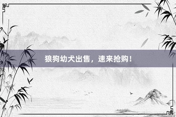 狼狗幼犬出售，速来抢购！